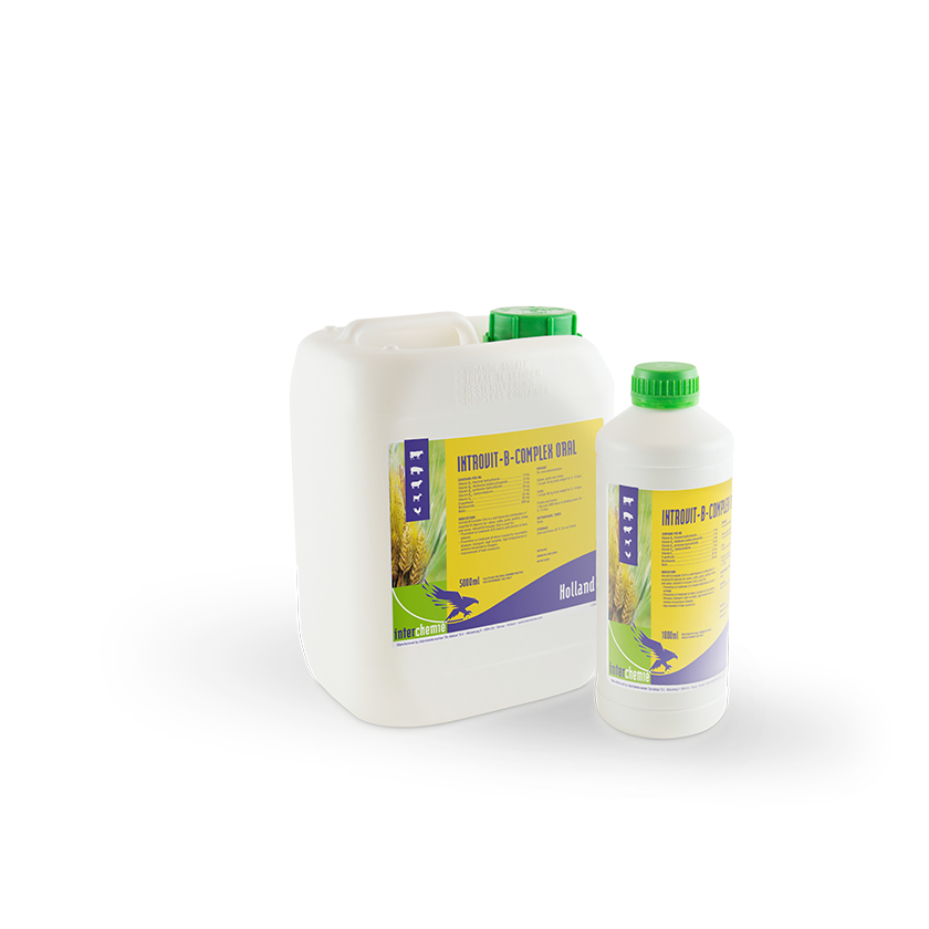 Introvit-B-Complex Oral