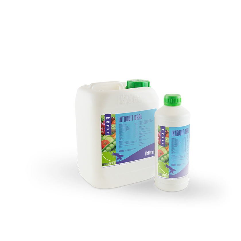 Introvit Oral